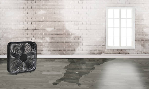 Best Water damage cleanup near me  in Ardsley, NY